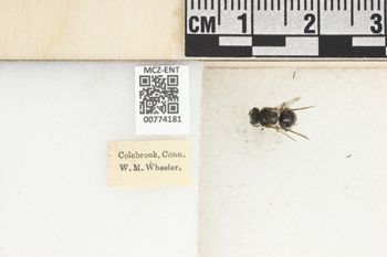 Media type: image;   Entomology 774181 Aspect: Labels